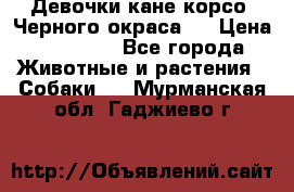 Девочки кане корсо. Черного окраса.  › Цена ­ 65 000 - Все города Животные и растения » Собаки   . Мурманская обл.,Гаджиево г.